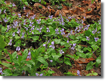 Fioki lene (Viola reichenbachiana)