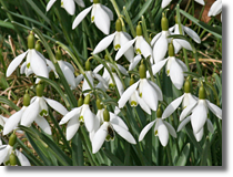 Przebiniegi (Galanthus nivalis L.)