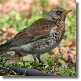 Kwiczo (Turdus pilaris)