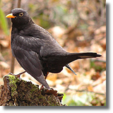 Kos (Turdus merula)