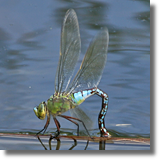 Husarz wadca (Anax imperator)