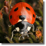 Biedronka siedmiokropka (Coccinella septempunctata)