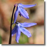 Cebulica dwulistna (Scilla bifolia)