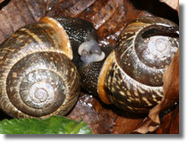 Kopulacja wstyków (Cepaea sp.)