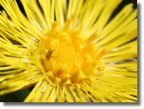 Podbia pospolity (Tussilago farfara L.)