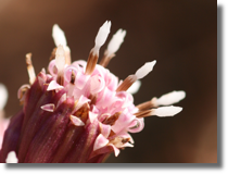 Lepinik róowy (Petasites hybridus)