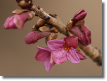 Wawrzynek wilczeyko (Daphne mezereum L.)