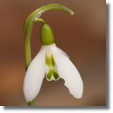 Przebinieg (Galanthus nivalis L.)