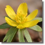 Zawilec óty (Anemone ranunculoides)