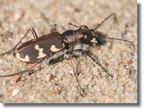 Trzyszcz piaskowy (Cicindella hybrida)