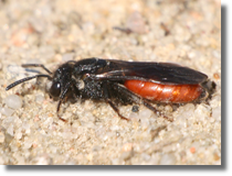 Sphecodes (Halictidae)