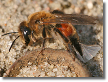 Pszczoa (Andrena sp.) z wachlarzoskrzydym