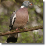 Grzywacz (Columba palumbus)