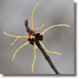 Oczar (Hamamelis sp.)