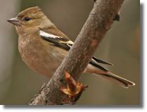 Ziba (Fringilla coelebs)