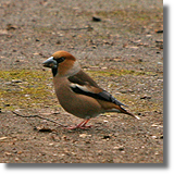 Grubodziób (Coccothraustes coccothraustes)