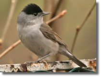 Kapturka (Sylvia atricapilla)