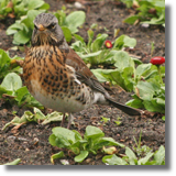 Kwiczo (Turdus pilaris)