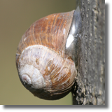 limak winniczek (Helix pomatia)