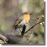 Rudzik zwyczajny (Erithacus rubecula)