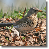 Kwiczo (Turdus pilaris)