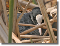 Samica yski (Fulica atra) na gniedzie