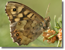 Osadnik egeria (Pararge aegeria)