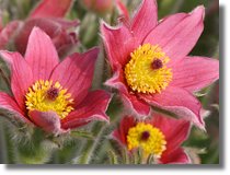 Sasanki (Pulsatilla Mill.)