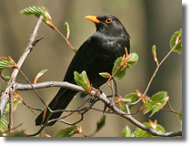 Samiec Kosa (Turdus merula)