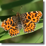 Rusaka kratkowiec (Araschnia levana)