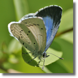 Modraszek wieszczek (Celastrina argiolus)