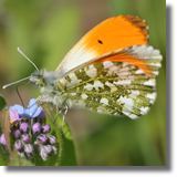 Zorzynek rzeuchowiec (Anthocharis cardamines)