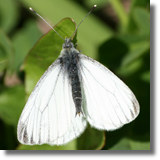 Bielinek bytomkowiec (Pieris napi)