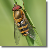 Syrphus torvus