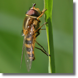 Syrphus torvus