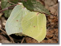 Latolistek cytrynek (Gonepteryx rhamni)