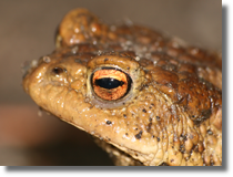 Ropucha szara (Bufo bufo)