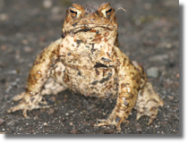 Ropucha szara (Bufo bufo)