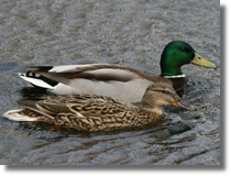 Kaczka krzyówka (Anas platyrhynchos)