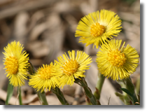 Podbia pospolity (Tussilago farfara L.)