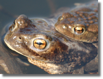 Ropucha szara (Bufo bufo)