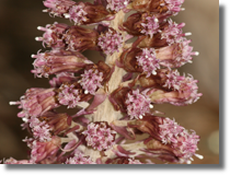 Lepinik róowy (Petasites hybridus)