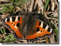 Rusaka pokrzywnik (Aglais urticae)