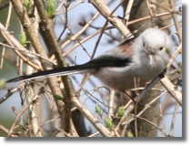 Raniuszek (Aegithalos caudatus)