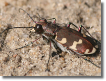 Trzyszcz piaskowy (Cicindela hybrida)