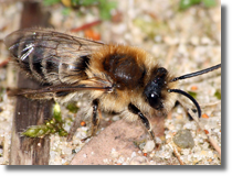 Colletes cunicularius