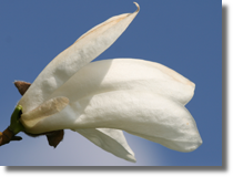 Pierwsze magnolie