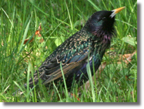 Szpak (Sturnus vulgaris)