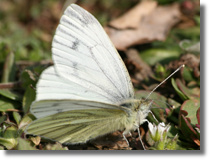 Bielinek bytomkowiec (Pieris napi)