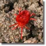 Velvet mite